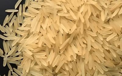 Pusa Golden – non-basmati rice grain sample